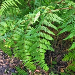 Histiopteris incisa (Bat's-Wing Fern) at Jervis Bay, JBT - 6 Aug 2023 by trevorpreston