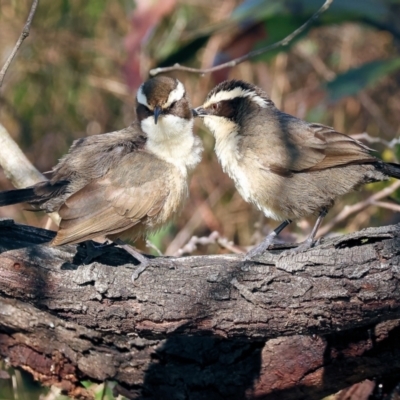 Pomatostomus superciliosus (White-browed Babbler) at Chiltern, VIC - 6 Aug 2023 by KylieWaldon