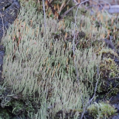 Cladonia sp. (genus) (Cup Lichen) at ANBG South Annex - 2 Jul 2023 by BarrieR
