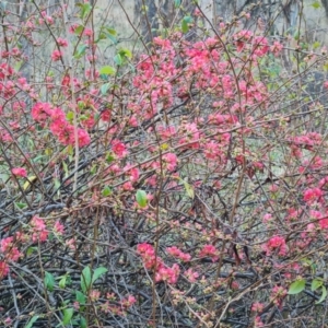 Chaenomeles speciosa at Jerrabomberra, ACT - 6 Aug 2023