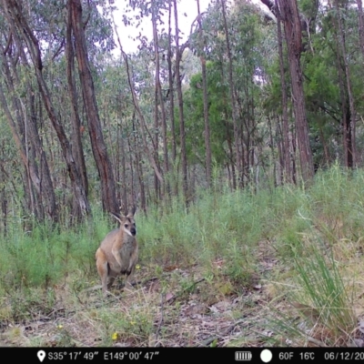 Notamacropus rufogriseus (Red-necked Wallaby) at Denman Prospect, ACT - 6 Dec 2022 by teeniiee