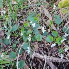 Viola odorata (Sweet Violet, Common Violet) at Isaacs Ridge - 6 Aug 2023 by Mike