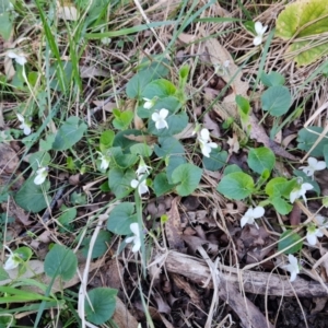 Viola odorata at Jerrabomberra, ACT - 6 Aug 2023