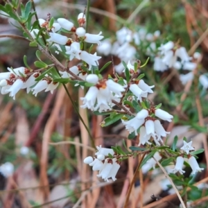 Cryptandra amara at Isaacs, ACT - 6 Aug 2023