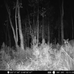 Notamacropus rufogriseus (Red-necked Wallaby) at Denman Prospect, ACT - 12 Nov 2022 by teeniiee