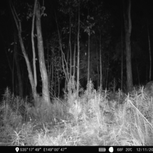 Notamacropus rufogriseus at Denman Prospect, ACT - 12 Nov 2022