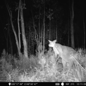 Notamacropus rufogriseus at Denman Prospect, ACT - 12 Nov 2022