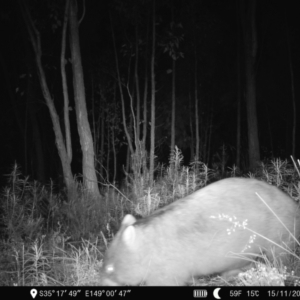 Vombatus ursinus at Denman Prospect, ACT - 15 Nov 2022 02:02 AM