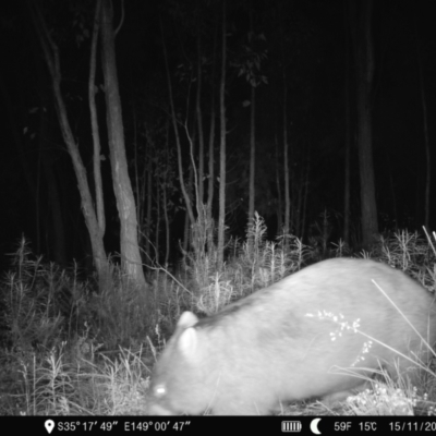 Vombatus ursinus (Common wombat, Bare-nosed Wombat) at Denman Prospect, ACT - 14 Nov 2022 by teeniiee