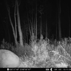 Vombatus ursinus at Denman Prospect, ACT - 15 Nov 2022 02:02 AM