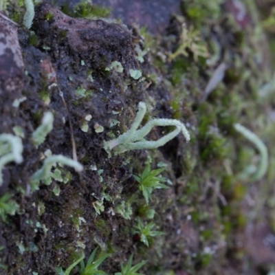 Unverified Lichen, Moss or other Bryophyte - 1 Jan 1900 by BarrieR