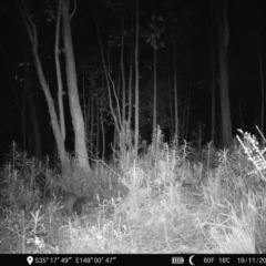 Trichosurus vulpecula (Common Brushtail Possum) at Denman Prospect, ACT - 19 Nov 2022 by teeniiee