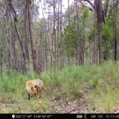 Vulpes vulpes (Red Fox) at Piney Ridge - 21 Nov 2022 by teeniiee