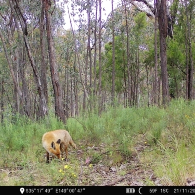 Vulpes vulpes (Red Fox) at Piney Ridge - 21 Nov 2022 by teeniiee