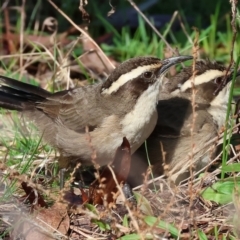 Pomatostomus superciliosus (White-browed Babbler) at Chiltern, VIC - 6 Aug 2023 by KylieWaldon