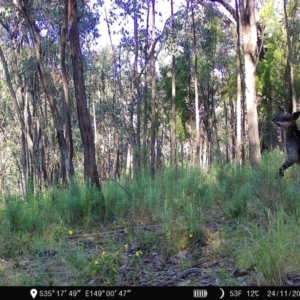 Wallabia bicolor at Denman Prospect, ACT - 24 Nov 2022 07:16 AM