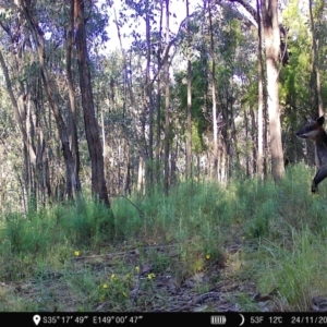 Wallabia bicolor at Denman Prospect, ACT - 24 Nov 2022