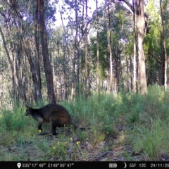 Wallabia bicolor at Denman Prospect, ACT - 24 Nov 2022 07:16 AM