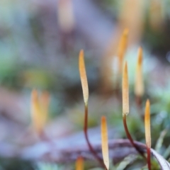 Polytrichaceae sp. (family) (A moss) at Canberra Central, ACT - 2 Jul 2023 by BarrieR