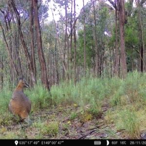 Wallabia bicolor at Denman Prospect, ACT - 28 Nov 2022