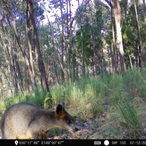 Wallabia bicolor at Denman Prospect, ACT - 7 Dec 2022