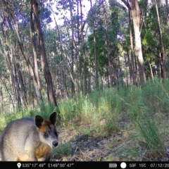 Wallabia bicolor at Denman Prospect, ACT - 7 Dec 2022