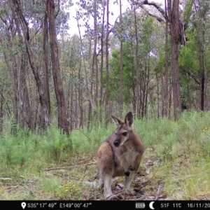 Notamacropus rufogriseus at Denman Prospect, ACT - 16 Nov 2022