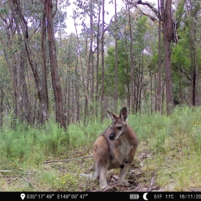 Notamacropus rufogriseus (Red-necked Wallaby) at Denman Prospect, ACT - 16 Nov 2022 by teeniiee