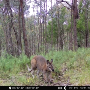 Notamacropus rufogriseus at Denman Prospect, ACT - 16 Nov 2022 06:54 AM