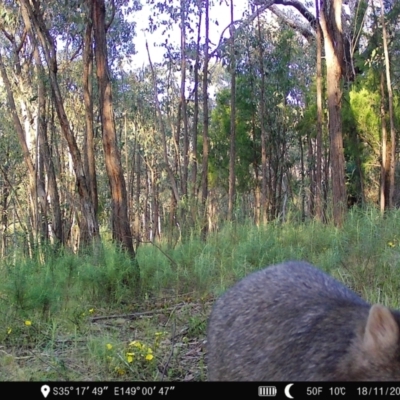 Vombatus ursinus (Common wombat, Bare-nosed Wombat) at Denman Prospect, ACT - 18 Nov 2022 by teeniiee