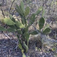 Opuntia sp. (Prickly Pear) at Jerrabomberra, NSW - 6 Aug 2023 by Steve_Bok