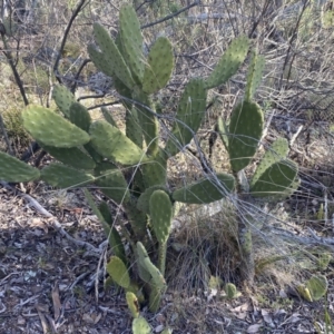 Opuntia sp. at Jerrabomberra, NSW - 6 Aug 2023