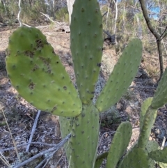 Opuntia sp. at Jerrabomberra, NSW - 6 Aug 2023