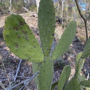 Opuntia sp. at Jerrabomberra, NSW - 6 Aug 2023 03:32 PM