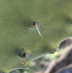 Opuntia sp. at Jerrabomberra, NSW - 6 Aug 2023