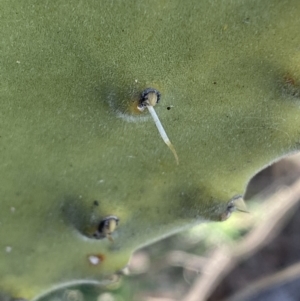 Opuntia sp. at Jerrabomberra, NSW - 6 Aug 2023 03:32 PM