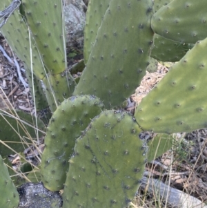 Opuntia sp. at Jerrabomberra, NSW - 6 Aug 2023 03:32 PM