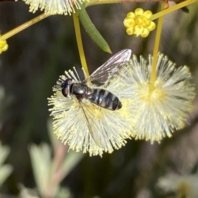 Melangyna viridiceps (Hover fly) at Googong, NSW - 6 Aug 2023 by Steve_Bok
