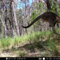 Macropus giganteus (Eastern Grey Kangaroo) at Denman Prospect, ACT - 7 Dec 2022 by teeniiee