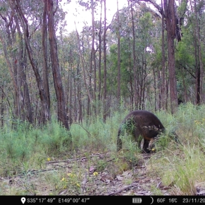 Wallabia bicolor (Swamp Wallaby) at Denman Prospect, ACT - 22 Nov 2022 by teeniiee