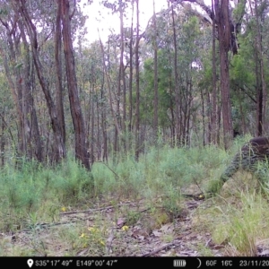 Wallabia bicolor at Denman Prospect, ACT - 23 Nov 2022