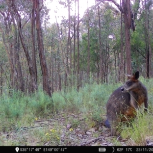 Wallabia bicolor at Denman Prospect, ACT - 23 Nov 2022