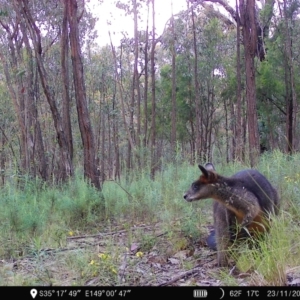 Wallabia bicolor at Denman Prospect, ACT - 23 Nov 2022