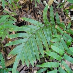 Telmatoblechnum indicum (Bungwall, Swampwater Fern) at Vincentia, NSW - 6 Aug 2023 by trevorpreston