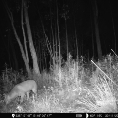 Vulpes vulpes (Red Fox) at Piney Ridge - 30 Nov 2022 by teeniiee