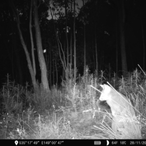 Trichosurus vulpecula at Denman Prospect, ACT - 28 Nov 2022