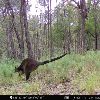 Wallabia bicolor (Swamp Wallaby) at Denman Prospect, ACT - 22 Nov 2022 by teeniiee