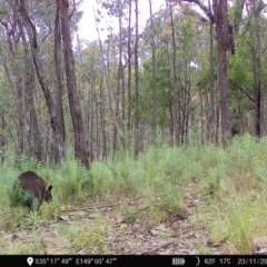 Wallabia bicolor at Denman Prospect, ACT - 23 Nov 2022