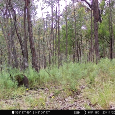 Wallabia bicolor (Swamp Wallaby) at Denman Prospect, ACT - 23 Nov 2022 by teeniiee