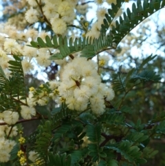 Acacia terminalis subsp. Glabrous form (M.Hancock 94) (Sunshine Wattle) at Vincentia, NSW - 14 May 2023 by RobG1